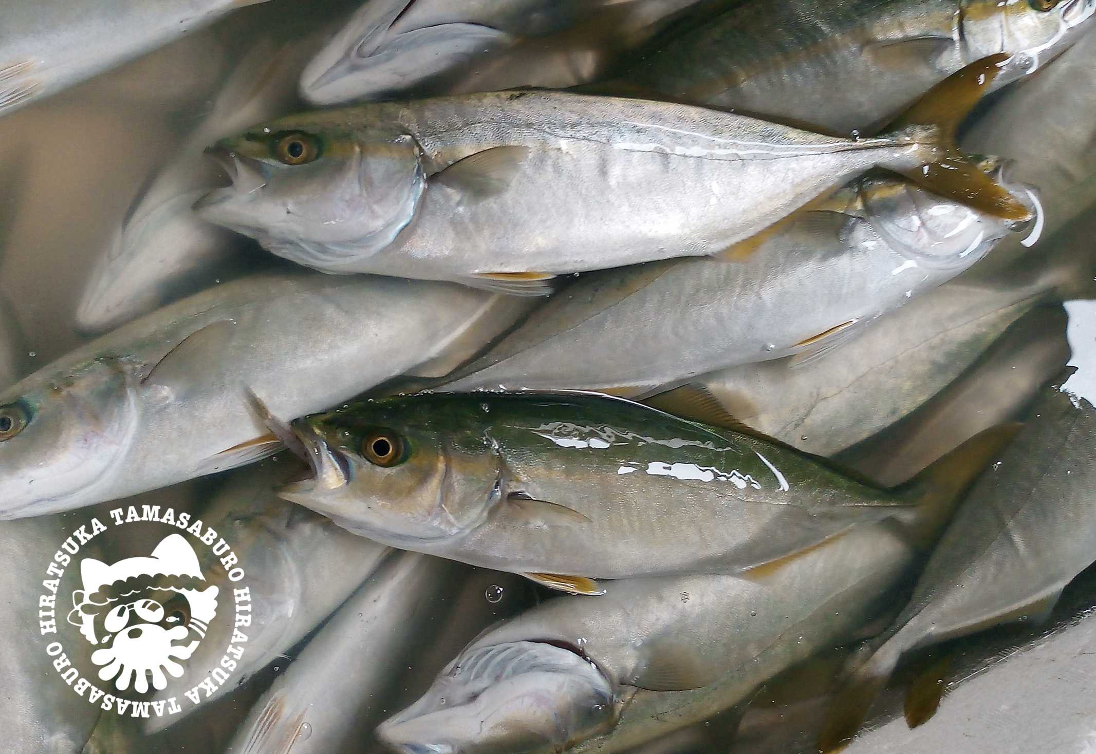 平塚漁港水揚げ魚ワカシ画像 平塚市漁業協同組合